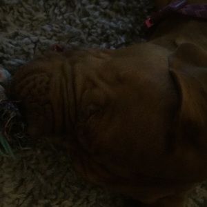 Meet your Posher, Dale